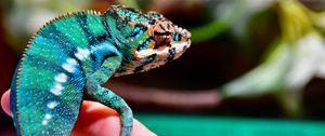 Preview wallpaper panther chameleon, chameleon, reptile