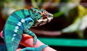 Preview wallpaper panther chameleon, chameleon, reptile