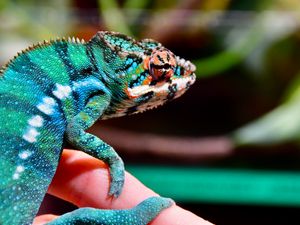 Preview wallpaper panther chameleon, chameleon, reptile