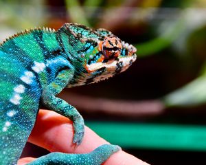 Preview wallpaper panther chameleon, chameleon, reptile