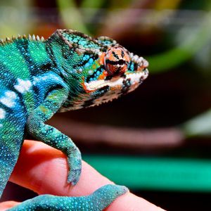 Preview wallpaper panther chameleon, chameleon, reptile