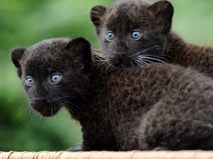 Preview wallpaper panther, cubs, black, couple, fear