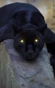 Preview wallpaper panther, dark, big cat, predator, down, paw, dangerous