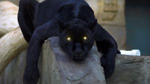 Preview wallpaper panther, dark, big cat, predator, down, paw, dangerous