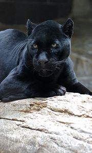 Preview wallpaper panther, down, big cat, predator, timber