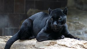 Preview wallpaper panther, down, big cat, predator, timber