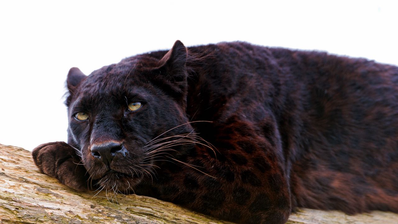 Wallpaper panther, down, big cat, carnivore, nap