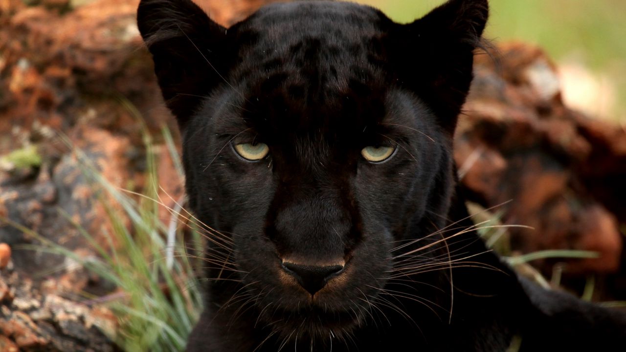 Wallpaper panther, eyes, predator, big cat, muzzle