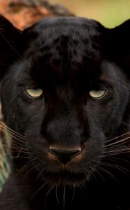 Preview wallpaper panther, eyes, predator, big cat, muzzle