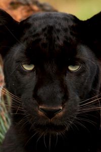 Preview wallpaper panther, eyes, predator, big cat, muzzle