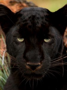 Preview wallpaper panther, eyes, predator, big cat, muzzle