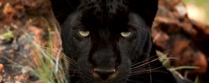 Preview wallpaper panther, eyes, predator, big cat, muzzle