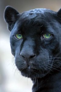 Preview wallpaper panther, face, big cat, predator