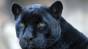 Preview wallpaper panther, face, big cat, predator