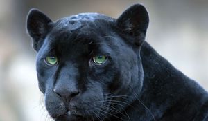 Preview wallpaper panther, face, big cat, predator