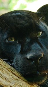 Preview wallpaper panther, face, eye, predator, big cat