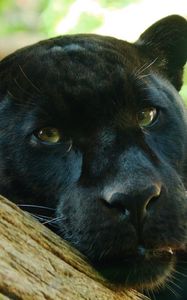 Preview wallpaper panther, face, eye, predator, big cat