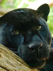 Preview wallpaper panther, face, eye, predator, big cat