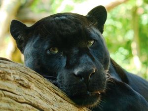 Preview wallpaper panther, face, eye, predator, big cat