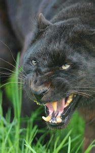 Preview wallpaper panther, face, teeth, aggression, big cat, predator