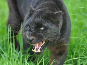 Preview wallpaper panther, face, teeth, aggression, big cat, predator