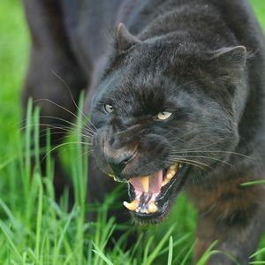 Preview wallpaper panther, face, teeth, aggression, big cat, predator