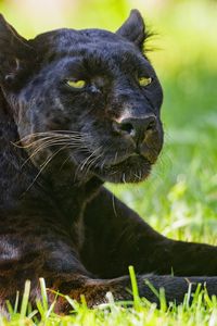 Preview wallpaper panther, glance, animal, predator, big cat