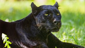 Preview wallpaper panther, glance, animal, predator, big cat