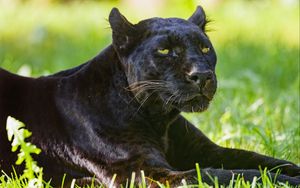 Preview wallpaper panther, glance, animal, predator, big cat