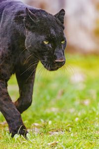 Preview wallpaper panther, glance, predator, animal