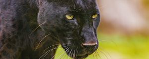 Preview wallpaper panther, glance, predator, animal