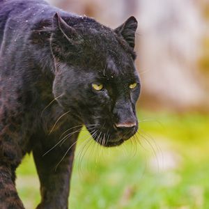 Preview wallpaper panther, glance, predator, animal
