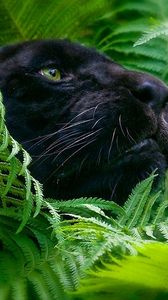 Preview wallpaper panther, grass, big cat, muzzle