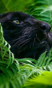 Preview wallpaper panther, grass, big cat, muzzle