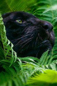 Preview wallpaper panther, grass, big cat, muzzle