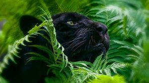 Preview wallpaper panther, grass, big cat, muzzle