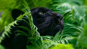 Preview wallpaper panther, grass, big cat, muzzle