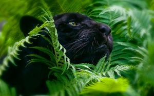 Preview wallpaper panther, grass, big cat, muzzle