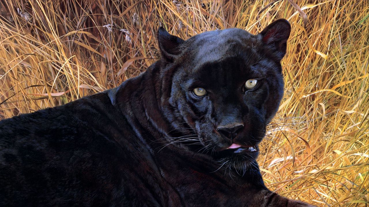 Wallpaper panther, grass, face, teeth, aggression