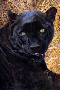 Preview wallpaper panther, grass, face, teeth, aggression