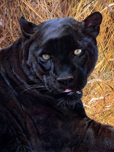 Preview wallpaper panther, grass, face, teeth, aggression