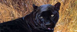 Preview wallpaper panther, grass, face, teeth, aggression