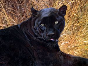 Preview wallpaper panther, grass, face, teeth, aggression