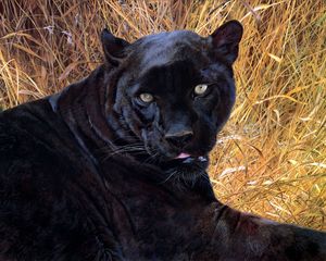 Preview wallpaper panther, grass, face, teeth, aggression