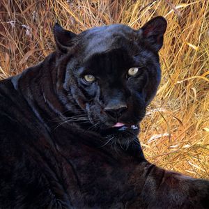 Preview wallpaper panther, grass, face, teeth, aggression