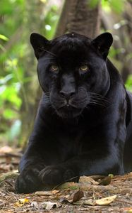 Preview wallpaper panther, grass, leaves, lie, predator