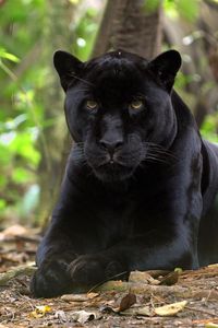 Preview wallpaper panther, grass, leaves, lie, predator