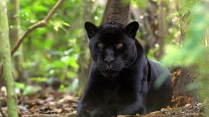 Preview wallpaper panther, grass, leaves, lie, predator