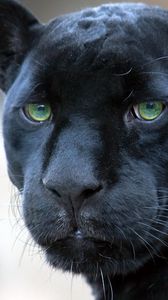 Preview wallpaper panther, muzzle, big cat, look