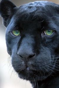 Preview wallpaper panther, muzzle, big cat, look